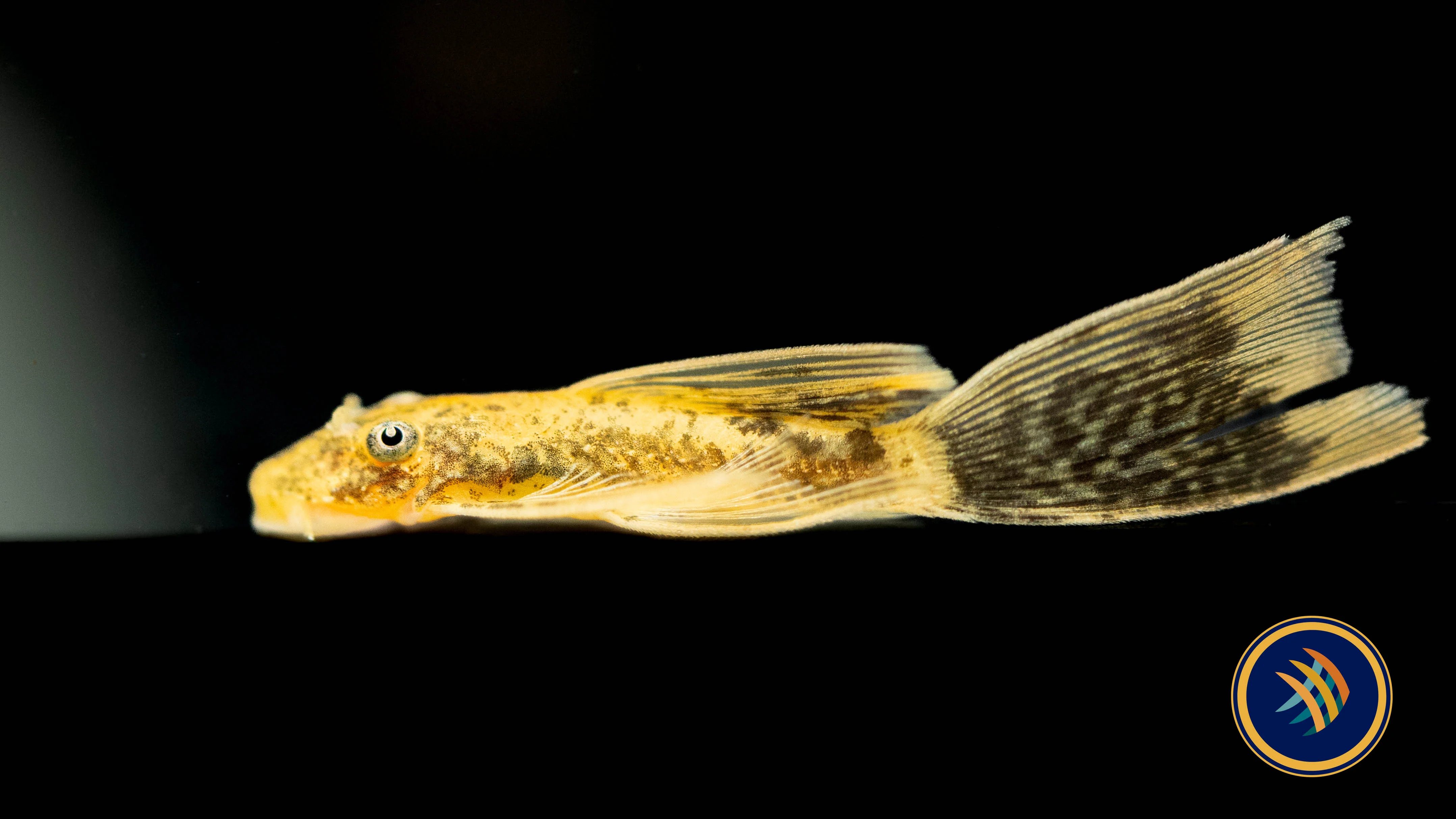 Freshwater Fish